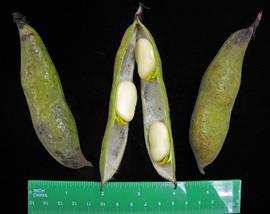   Fruits, seeds:   Vicia faba , whole fruit (left, right) and pod split to show seeds (center); Photo by N. Diaz, USDA APHIS PPQ, imageID.idtools.org
